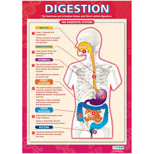 The gi tract is a long tube of varying diameter beginning at the mouth and ending in the anus. Digestive System Poster Humans And Evolution Science Curriculum Resources Education Consortium The Education Supplies People