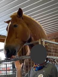 My Brother In Law Minus His Face Next To This Absolute Unit Of A Belgian Draft Horse For Scale My Bil Is About 63 H Belgian Draft Horse Draft Horses Horses