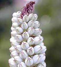 Image result for Drimia