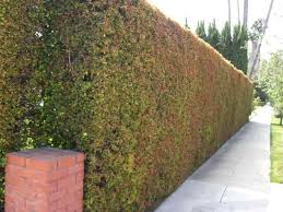 Maybe you would like to learn more about one of these? Australian Brush Cherry Garden View Nursery