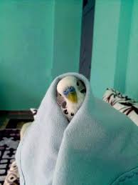 Color Is Poetry Of The Soul In 2020 Pet Birds Budgies Budgies Bird