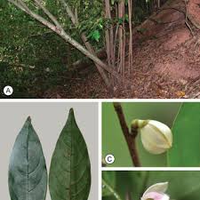 Image result for Monanthotaxis orophila