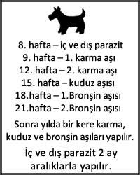 Evcil Hayvan Sahiplenmek Sahipsiz Hayvanlar