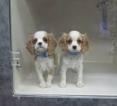 Our online inventory is constantly updated with puppies available for sale today at our vineyard store near provo, utah. Pet Shops Near Me That Sell Puppies Pet S Gallery