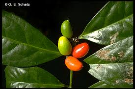 Image result for Leptaulus