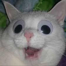 Nightmare Fuel Cats Cat Catmemes Memes Memesdaily Catsofinstagram Funny Laugh Comedy Cute Adorable Fluf 2020 Komik Hayvan Fotograflari Komik Hayvan Kedi