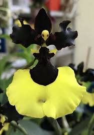 Image result for Brachycorythis ovata