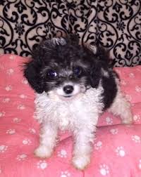 Black And White Parti Toy Poodle Teacup Parti Poodle Very Cute Puppies Poodle Puppy Teacup Poodle Puppies