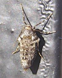 Image result for Operophtera brumata