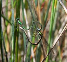 Image result for Emiliella zambiensis