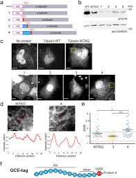 Maybe you would like to learn more about one of these? A Straightforward Approach For Bioorthogonal Labeling Of Proteins And Organelles In Live Mammalian Cells Using A Short Peptide Tag Bmc Biology Full Text