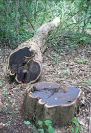 Image result for Dalbergia melanoxylon