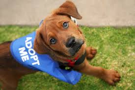 As an adopter, you must complete this step within the first 30 days of dog ownership. Mobile Adoptions And Information Booths San Diego Humane Society