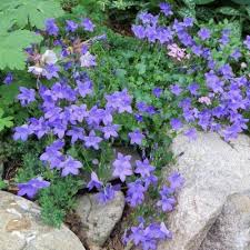 Image result for Pupalia grandiflora