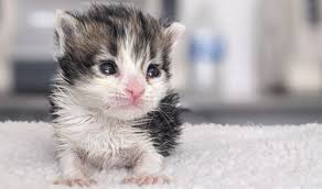 Rescue Opens City S 1st Nursery For Orphaned Newborn Kittens Kesq