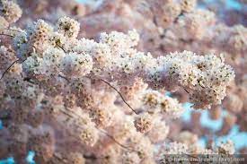 What Cherry Blossom Peak Bloom Means And Why It Matters Cherry Blossom Meaning Cherry Flower Blossom