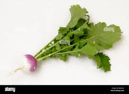 Image result for Brassica rapa