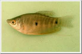 Dalam bahasa inggris disebut pearl gourami, mosaic gourami merujuk pada pola warna. Ikan Sepat Trichogaster Biota Dunia Perairan