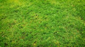 What will kill grass forever? Does Vinegar Kill Grass Iupilon