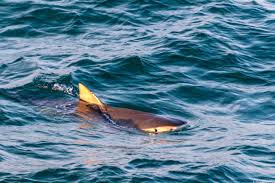Spotted: Tiger shark in waters near Navarre beach pier | WKRG