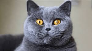 Why buy a british shorthair kitten for sale if you can adopt and save a life? A Guide To British Shorthair Cats Prettylitter