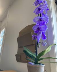 Adam Mongrain (@adamzodiac) • Instagram photos and videos