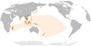 Image result for Austrosynotis