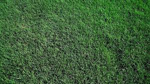 Tifway is the highest sold variety of grass we carry. Tifway 419 Bermuda Grass Sod Tampa Florida Tampa Sod Farm