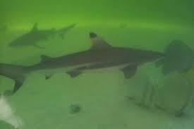 For both an educational and fun experience in kota kinabalu, head to green connection, a science and discovery center featuring over 1,200 native. Kota Kinabalu For Adventure