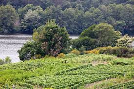 Muchas veces cuando hablamos de viñedos mencionamos a los que se ubican en querétaro o en baja california, sin embargo, san miguel de allende, en la región vitivinícola de san miguel tiene cuatro caminos, partiendo de la cdmx en dirección a la ciudad de guanajuato, querétaro, celaya o. File A Arnoia Vinedos De Ribeiro A Beira Do Mino Galiza 2 Jpg Wikimedia Commons