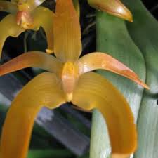 Image result for Bulbophyllum schinzianum