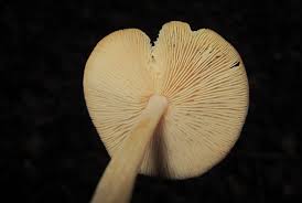 Image result for Marasmius opacus