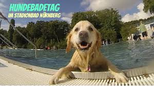 Das stadionbad in nürnberg am 04.07.2011 / gefilmt mit einer: Hundebadetag Im Stadionbad Nurnberg Schwimmen Mit Lilly Lola Youtube
