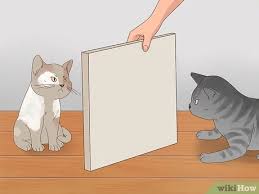 First off, cats play rougher than we might think. 3 Ways To Know If Cats Are Playing Or Fighting Wikihow Pet