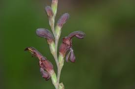 Image result for Zygotritonia nyassana