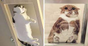 Our cat dante confused by glass table. 30 Hilarious Reasons Why Every Cat Owner Should Get A Glass Table Bored Panda