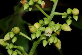 Image result for Rinorea