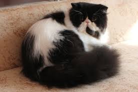 Black And White Persian Cat Pin On Available Exotic And Persian Kittens