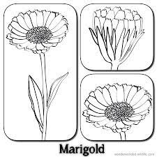 Marigold Outline Lineart Flowers Calendula Flower Pictures 3 Stylised Marigold Drawings With The Label Marigold Blumenzeichnung Blumenbilder Ringelblume