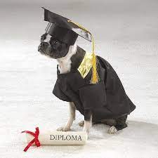 Pin By C I A M A R I On Projects Puppy Kindergarten Animals Graduation Gown