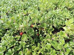 We will ship plants for your requested. Arctostaphylos Uva Ursi Massachusetts Bearberry Or Kinnikinnick Catskill Native Nursery Plant Shop