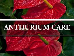 In summer it is desirable to keep the plant outdoors, in the shade. Anthurium Care How To Care For Anthurium Plants Gardening Brain