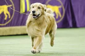 You watch all the proceedings—which include agility how does the westminster dog show work? 2020 National Dog Show How To Watch Live Stream The Kennel Club Of Philadelphia Show On Thanksgiving Masslive Com