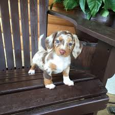 A one hundred dollar deposit cavalier king charles spaniel puppies, long haired miniature dachshund puppies. Darling Dachshunds Home Facebook