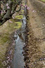 Apply the water slowly so that it soaks right into the soil. Watering The Fields Of Fruit Trees On The Farm Stock Photo Picture And Royalty Free Image Image 37205082