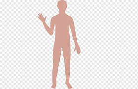 We did not find results for: Dibujo De Dibujos Animados Del Cuerpo Humano Homo Sapiens Cuerpo S Mano Humano Cabeza Png Pngwing