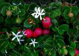 There are 4263 edible flowers for sale on etsy, and they cost au$13.02 on average. Carissa Macrocarpa Groot Noem Noem African Aromatics Natal Plum Edible Plants Fruit