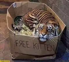 Originally performing as kitten, they changed their name after receiving threats of legal action by a heavy metal singer performing under the same name. Free Kitten Tiger In A Box Starecat Com