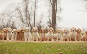 See more ideas about poodle, toy poodle, poodle puppy. Minnesota Dog Ties Record For Largest Standard Poodle Litter With 16 Puppies Grand Forks Herald