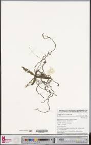 Image result for Rhipidoglossum rutilum